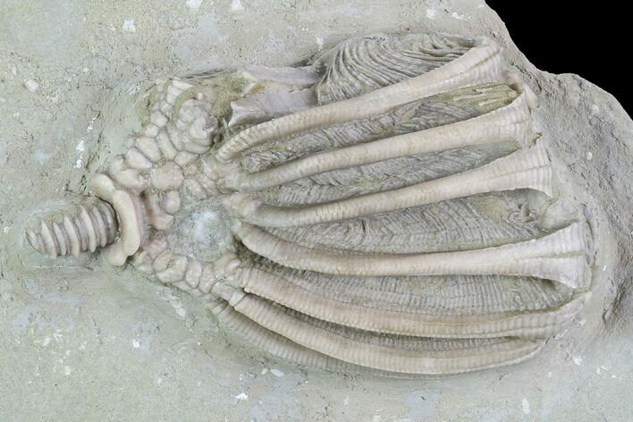 Crinoid (Eretmocrinus) Fossil - Crawfordsville, Indiana #99944